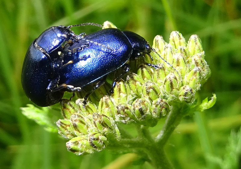 accoppiamento: Oreina sp.